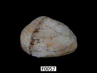 藏品(紫晃蛤)的圖片